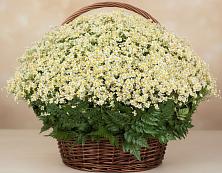 Цветочная композиция из Ромашки в корзине #REPLACE_PRED# Бородино